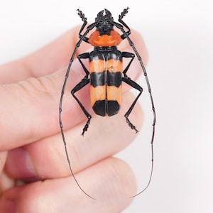 Red banded long horned beetle for artwork Pavieia superba
