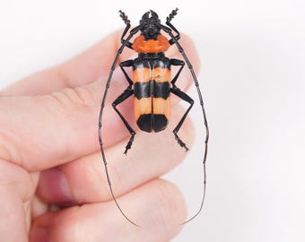 Red banded long horned beetle for artwork Pavieia superba
