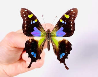 Graphium weiskei, mariposa cola de golondrina moteada púrpura, Indonesia-ID, mariposa real para proyecto de arte con insectos, ejemplar sin montar para taxidermia.