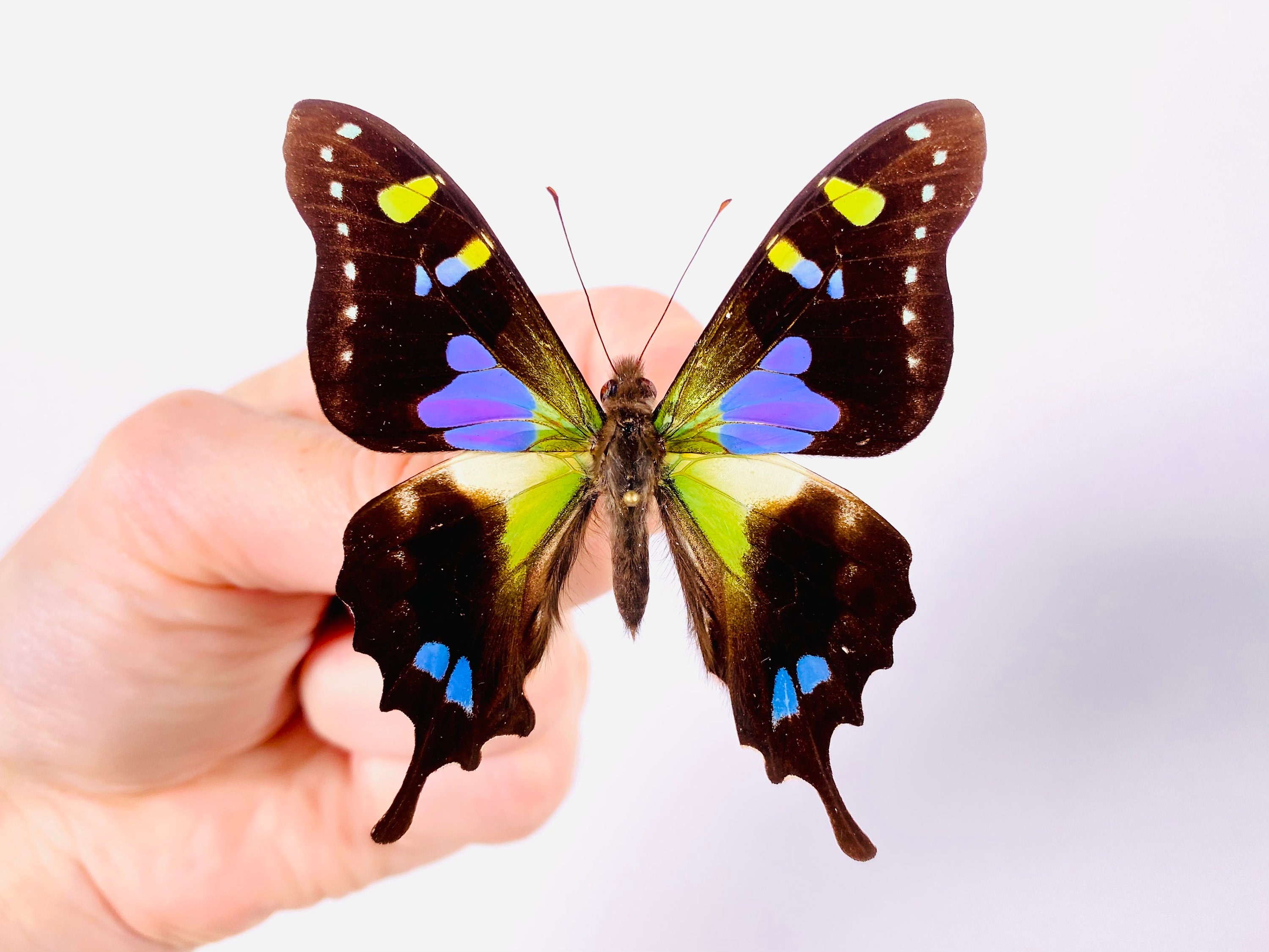 Los mineros de arena de fracturación no verifican si hay mariposas raras? -  Vigilancia de Wisconsin, image size:3000x2250