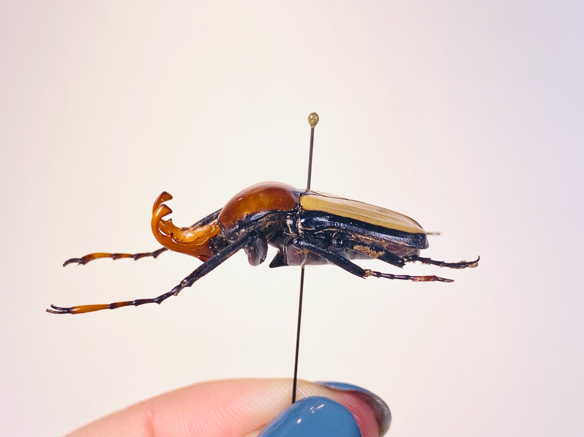 Orange Horny Flower Beetle Platynocephalus Miyashitai Unmonted for
