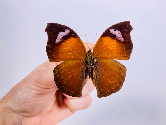 Dead Leaf Mimic Butterfly Salamis Anteva From Madagascar for