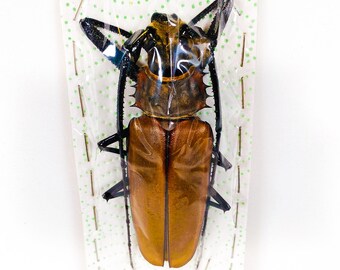 本物の巨大なオオカミキリムシ Callipogon armillatus、剥製アート用の