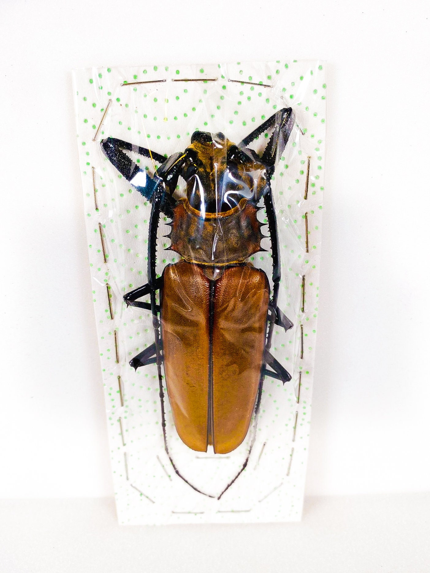 本物の巨大なオオカミキリムシ Callipogon armillatus、剥製アート用の