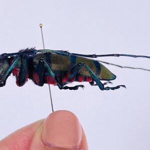 以下が含まれることがあります： 長い触角を持つ緑、青、赤の甲虫が白い背景にピン止めされています。甲虫は飛行中で、脚が伸ばされています。