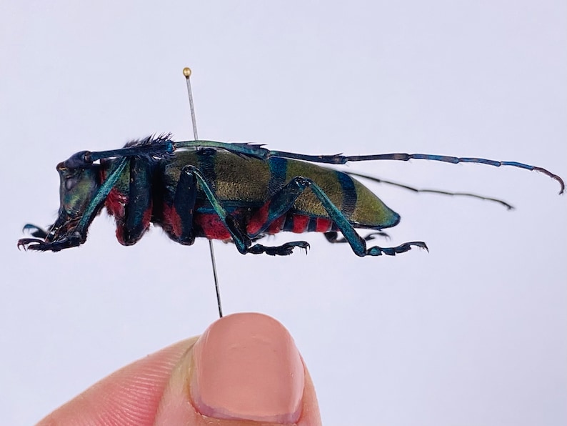 以下が含まれることがあります： 長い触角を持つ緑、青、赤の甲虫が白い背景にピン止めされています。甲虫は飛行中で、脚が伸ばされています。