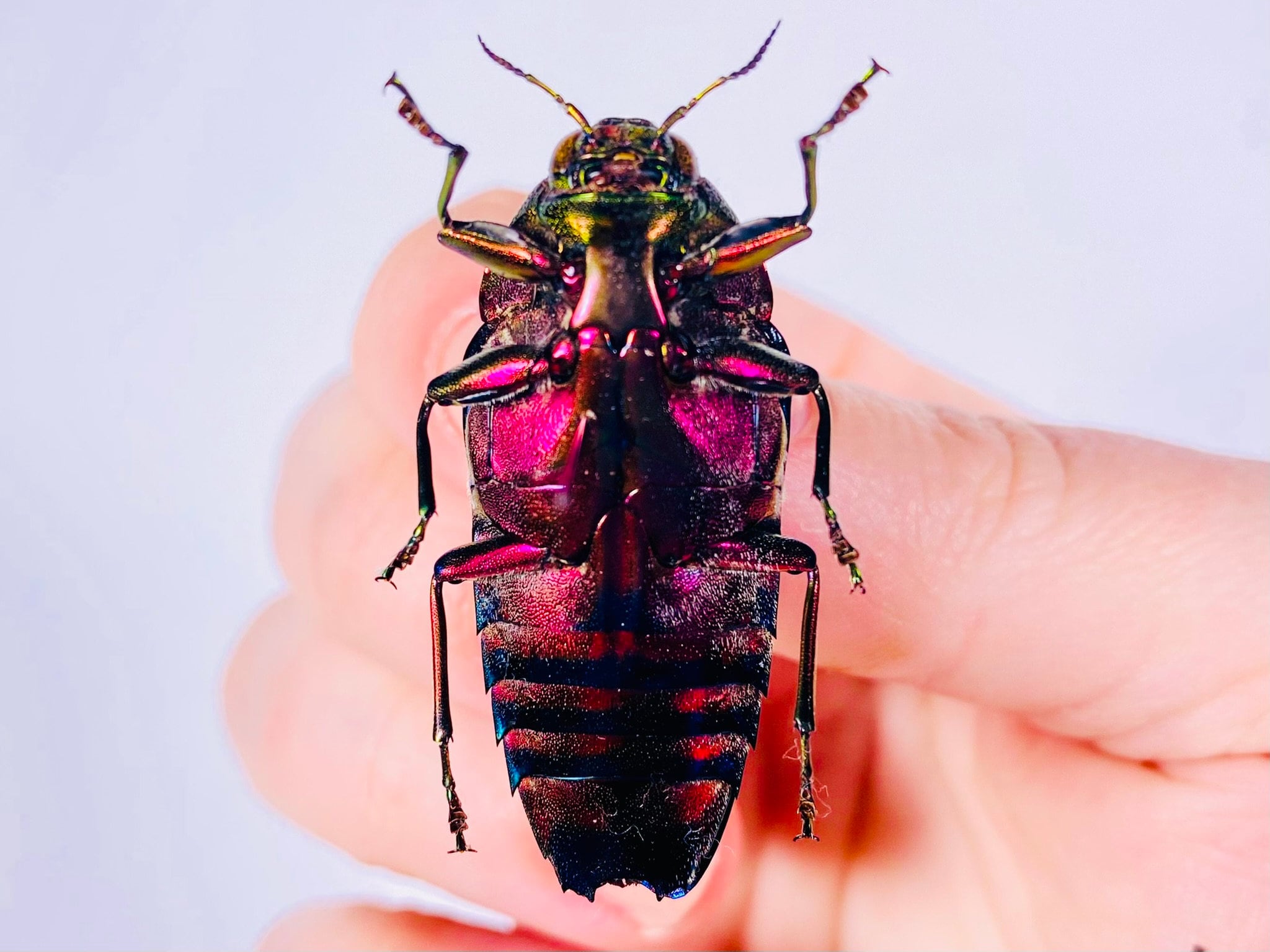 Colobogaster Resplendens Jewel Beetle for Insect Artwork, Beetles