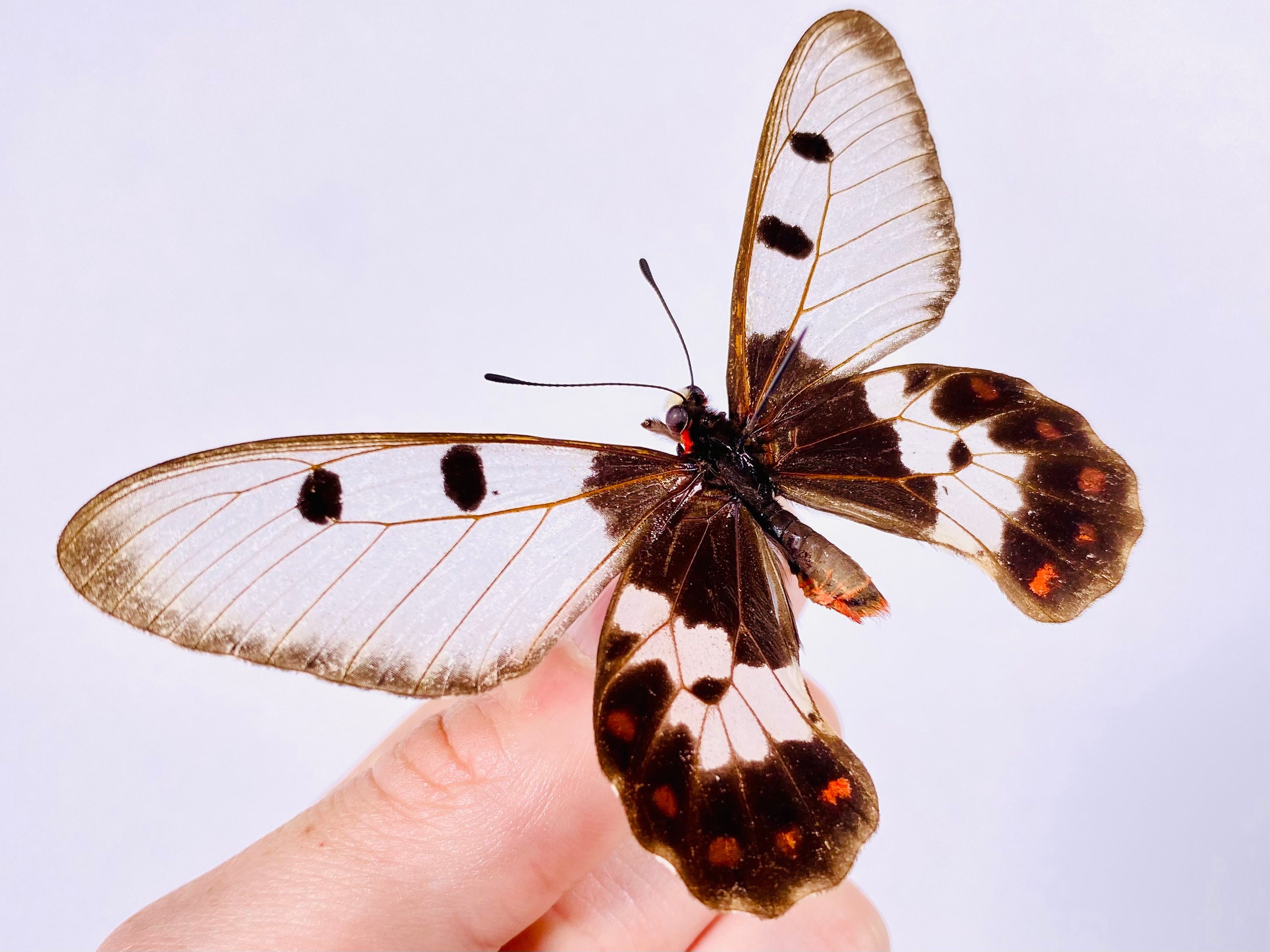 Cressida Cressida Indonesia - ID, Butterfly Unmounted for Insect