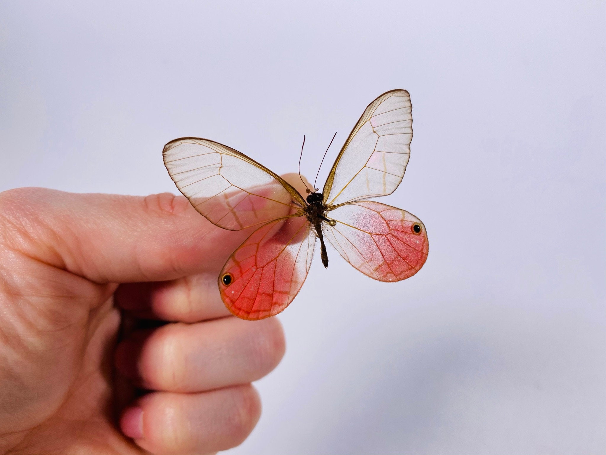 グラスウィング バタフライ Cithaerias aurorina ペルー - PE