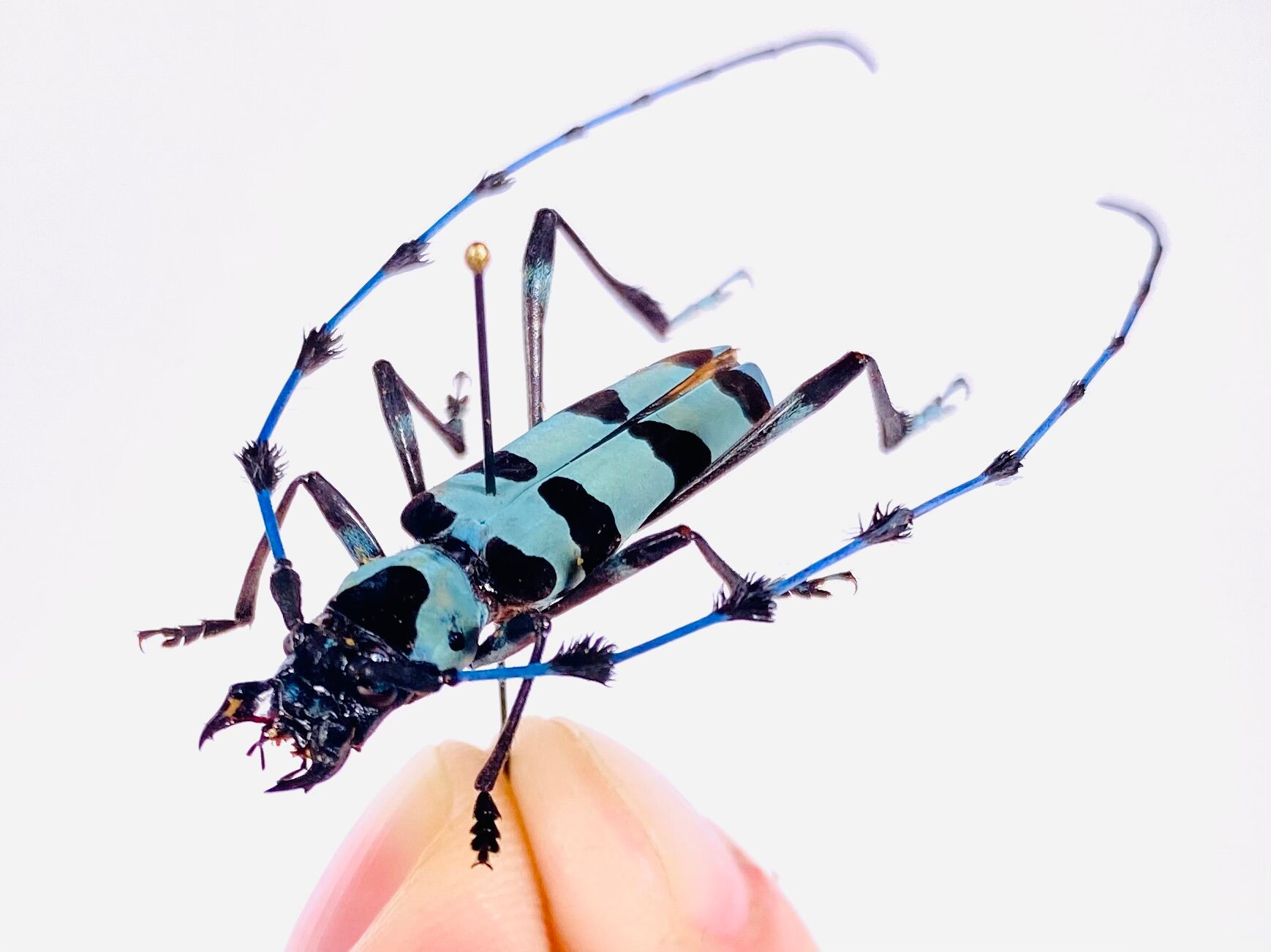 Rosalia Insect Rosalia Lemeerei Thailand - TH Real Blue Long Horned Beetle Unmounted ...