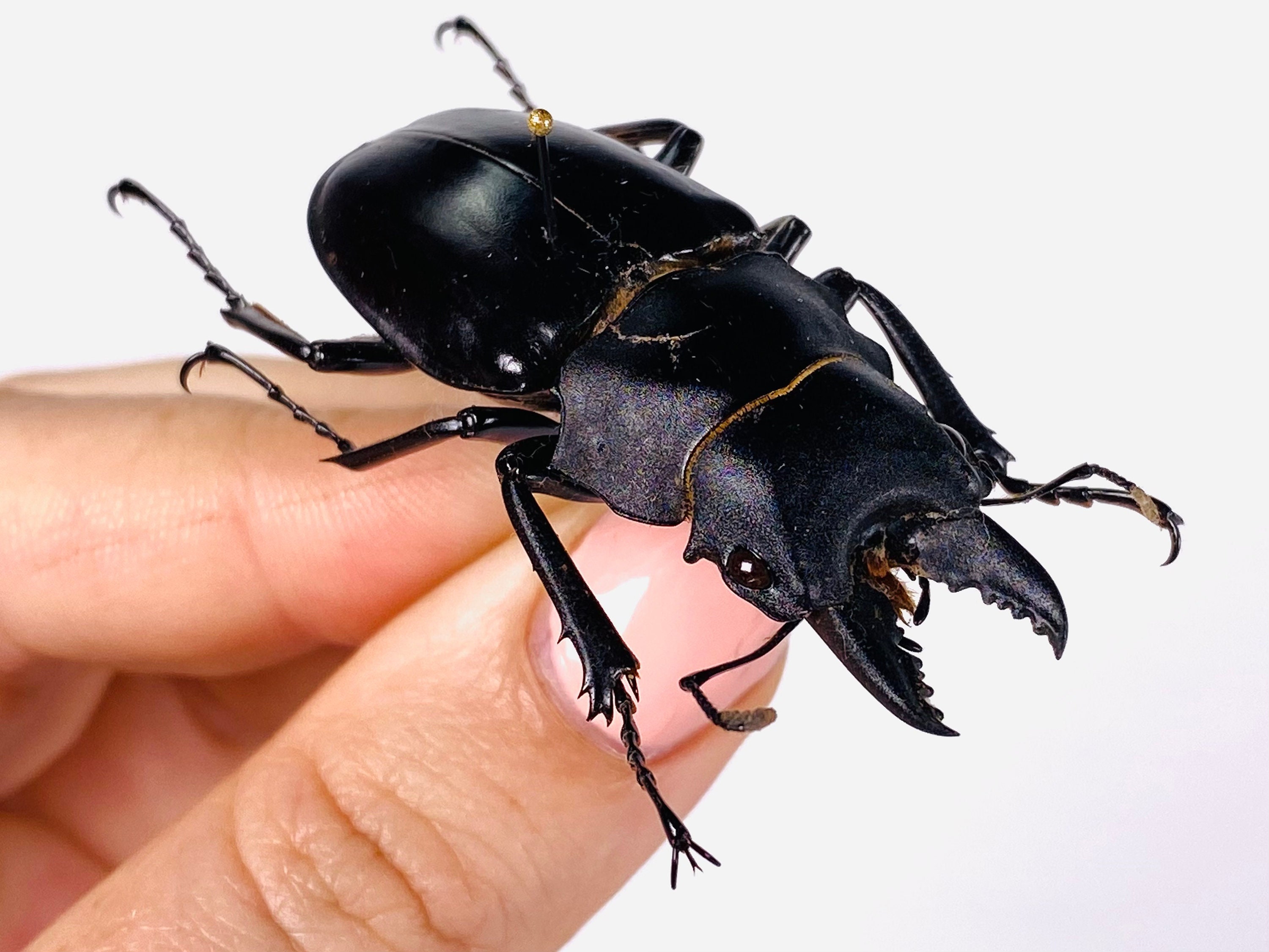 Odontolabis Siva Indonesia (ID) - Wild Caught - Taiwan Ghost Stag