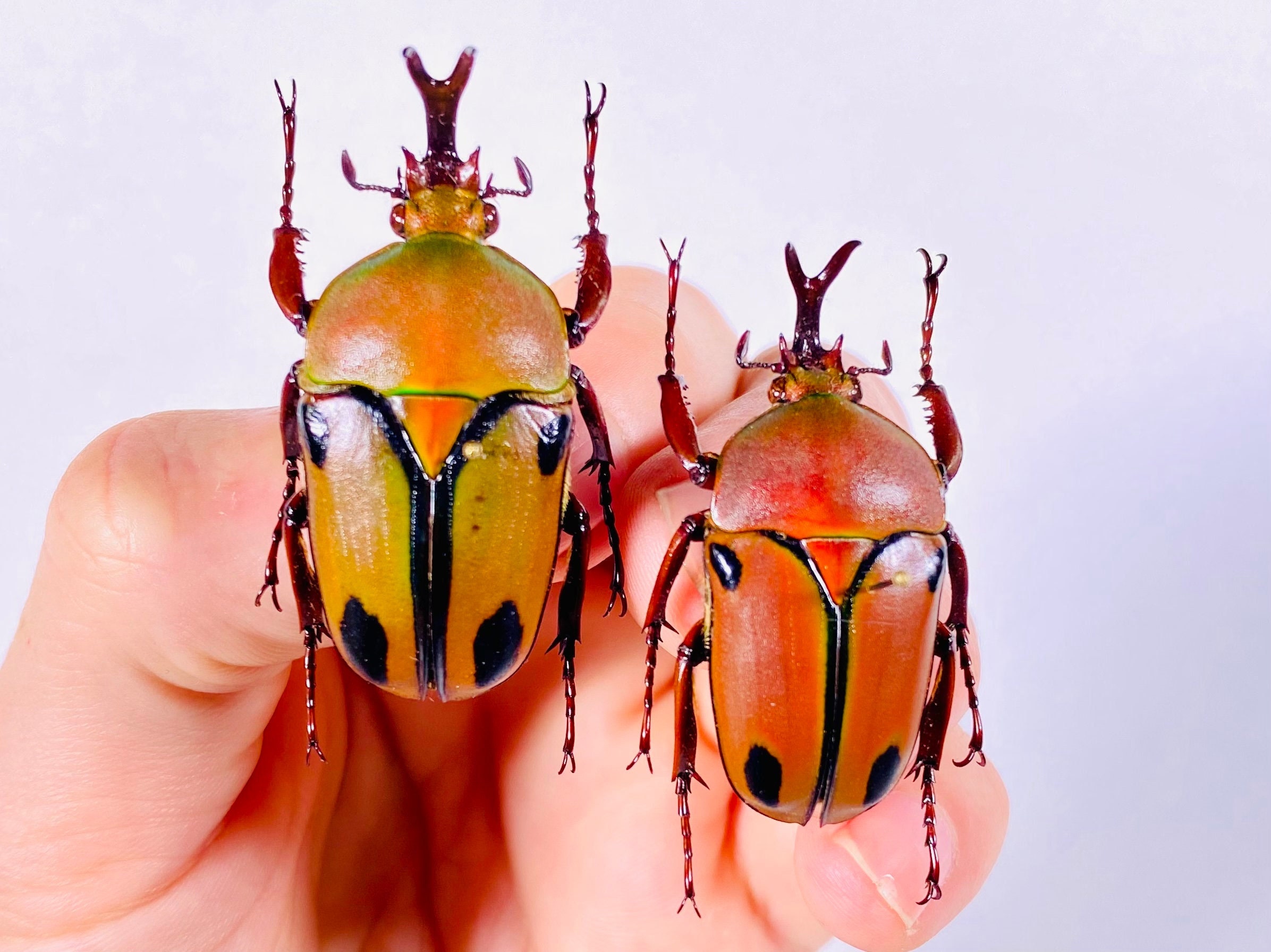 標本用品 Tanzania Eudicela e.euthalia 40mm Tanzania Eudicela e.euthalia 40mm Eudicella euthalia ssp