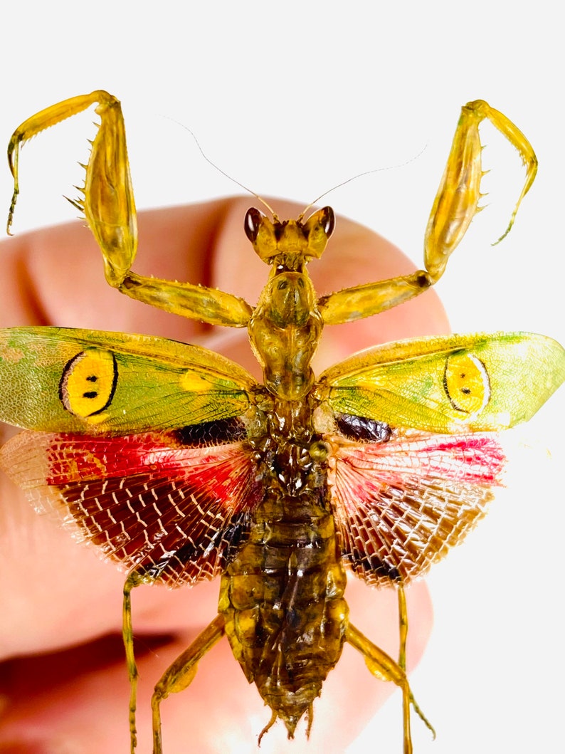 Orchid Praying Mantis for Art Project Creobroter Gemmatus Etsy
