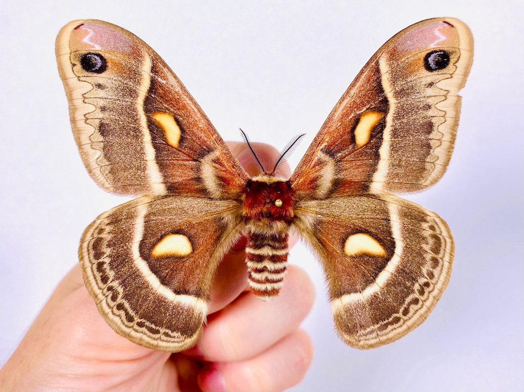 Hyalophora columbia カナダ - CA アートワーク剥製アートプロジェクト