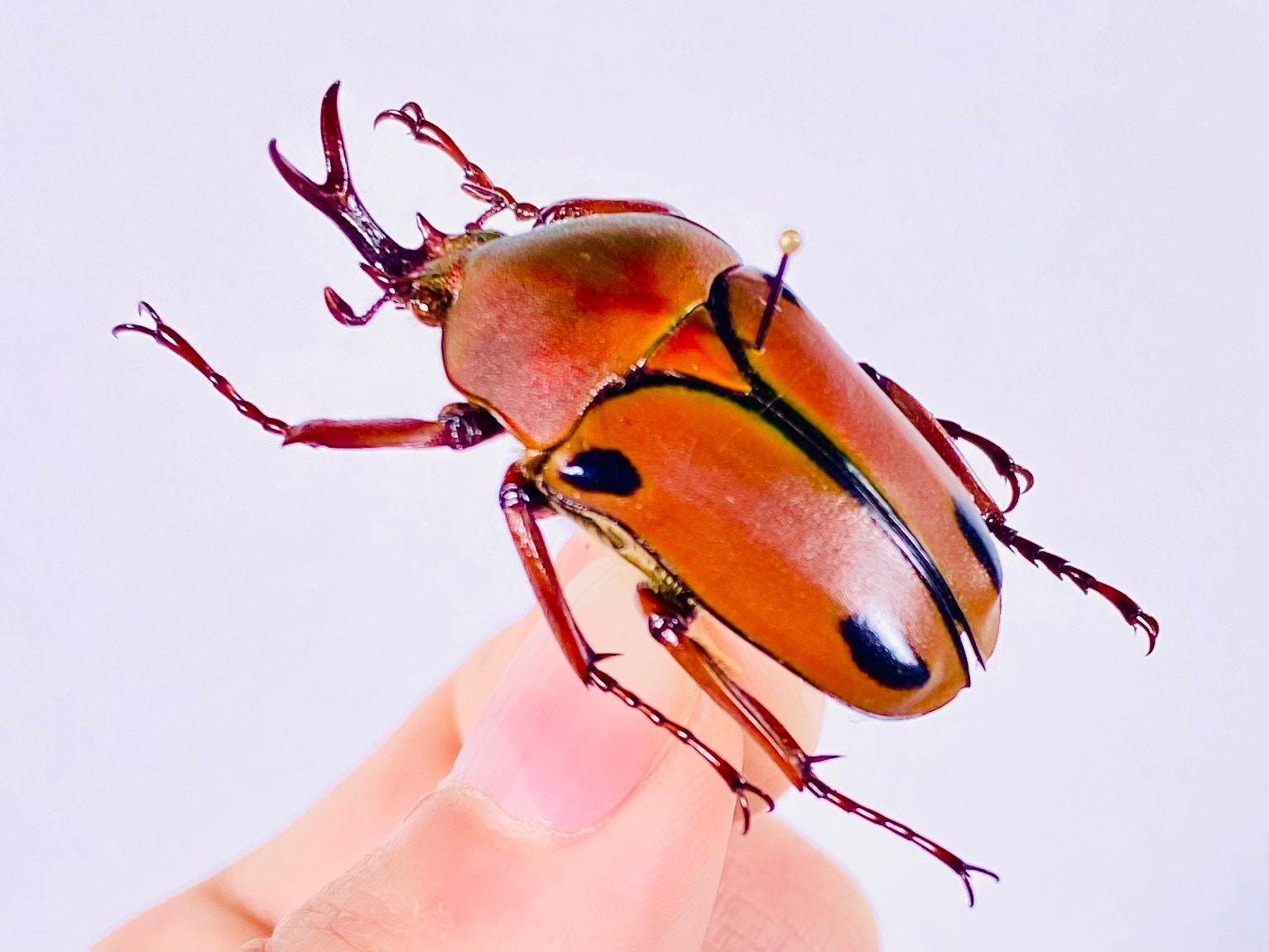 Eudicella Trilineata Interruptefasciata Tanzania (TZ) - Wild