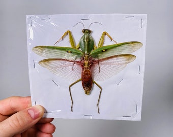 Giant spread green leaf mantis for artwork Rhombodera basalis