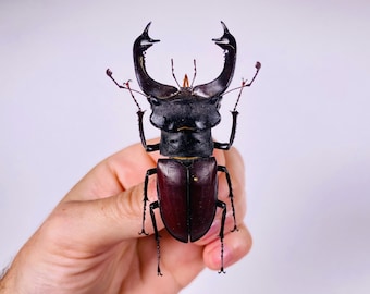 Lucanus cervus Ucrania - UA, insecto sin montar para obras de arte con insectos, colección de insectos o proyecto de taxidermia.