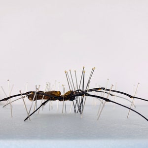 Araignée femelle nephila de haute qualité pour l'œuvre d'art Nephila pelipes or clavipes image 8