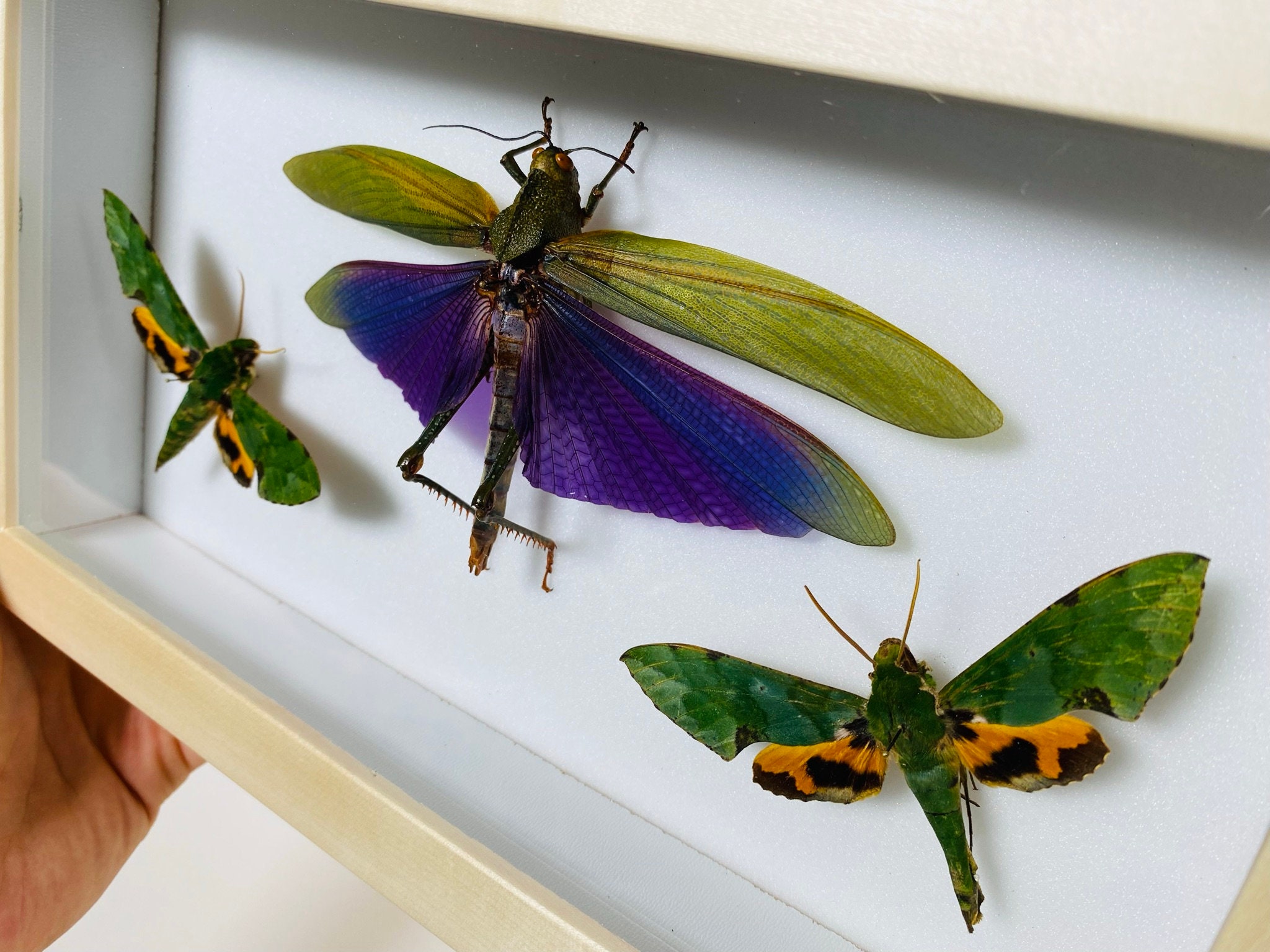 Titanacris Albipes - Etsy