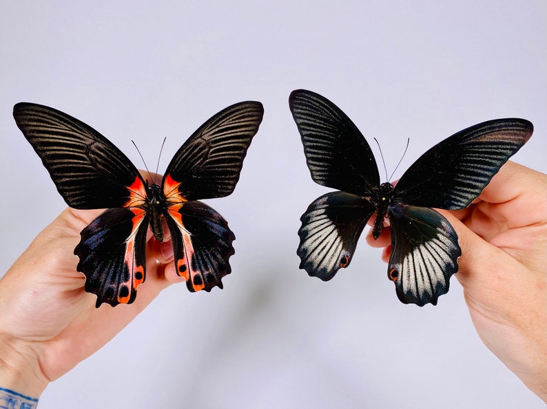 Papilio Rumanzovia Semperinus Real Butterfly Unmounted for Etsy