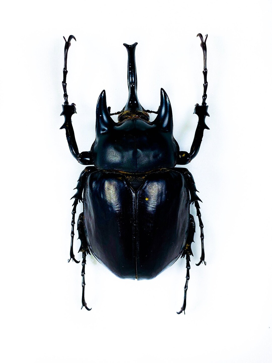 Real Giant Rhino Beetle for Insect Art Project Megasoma Actaeon