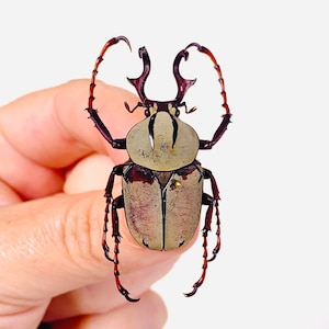 Puede incluir: Primer plano de un gran escarabajo con cuerpo marrón y beige, sostenido en una mano. El escarabajo tiene mandíbulas curvas prominentes y patas largas y segmentadas. El cuerpo del insecto tiene un brillo metálico, sobre un fondo blanco.