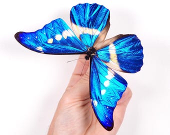 Morpho Rethenor Helena Peru (PE) - Wild Caught - Real Metallic