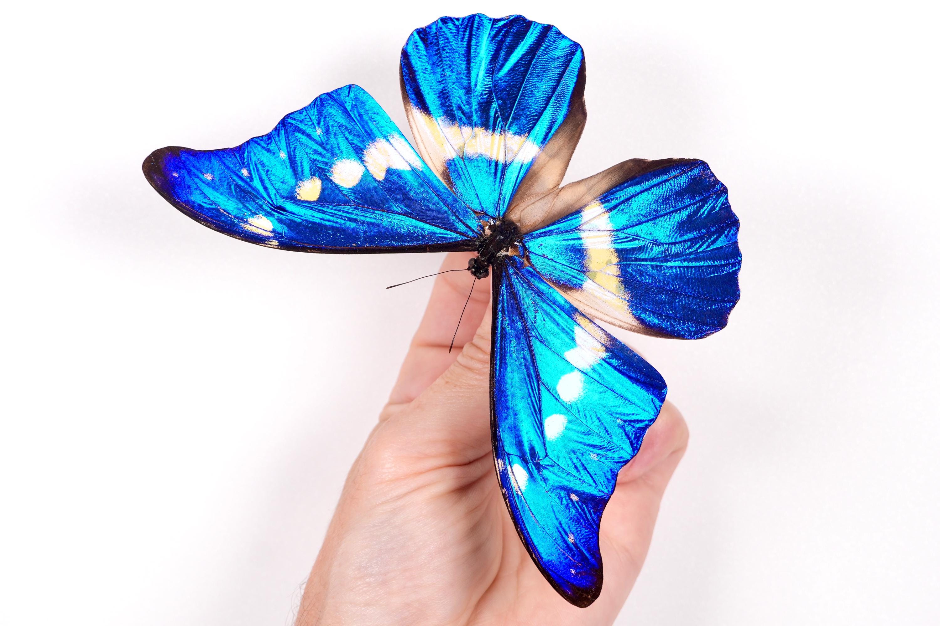 Morpho Rethenor Helena Peru (PE) - Wild Caught - Real Metallic