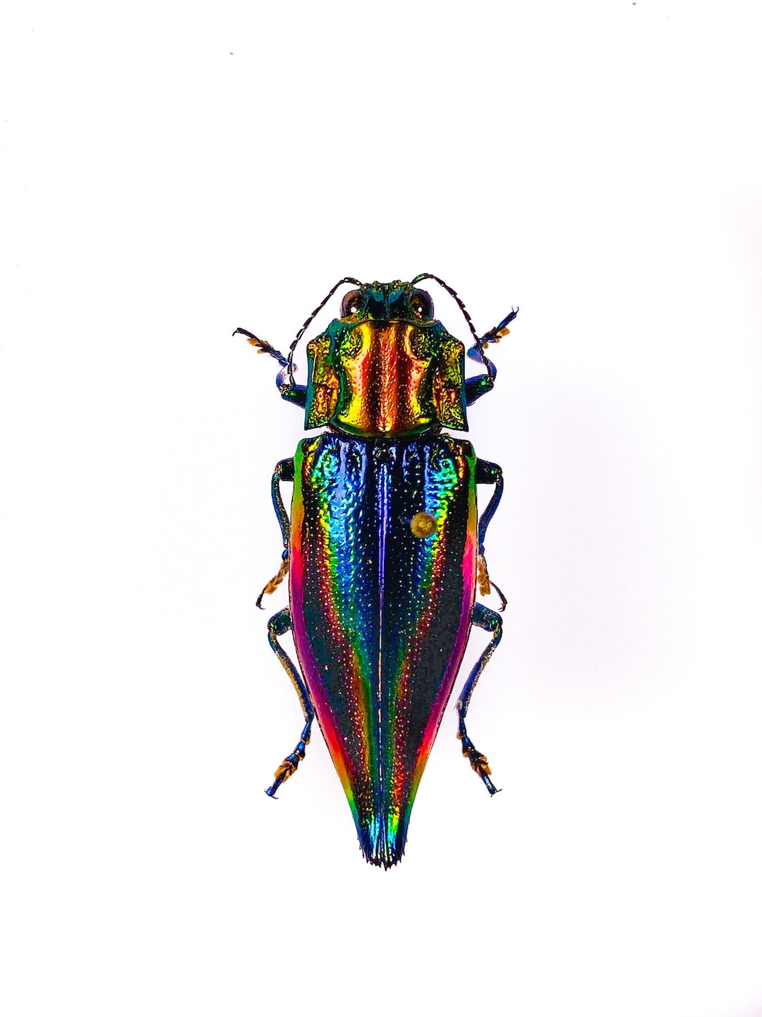 Real Rainbow Metallic Jewel Beetle for Insect Art Project Cyphogastra