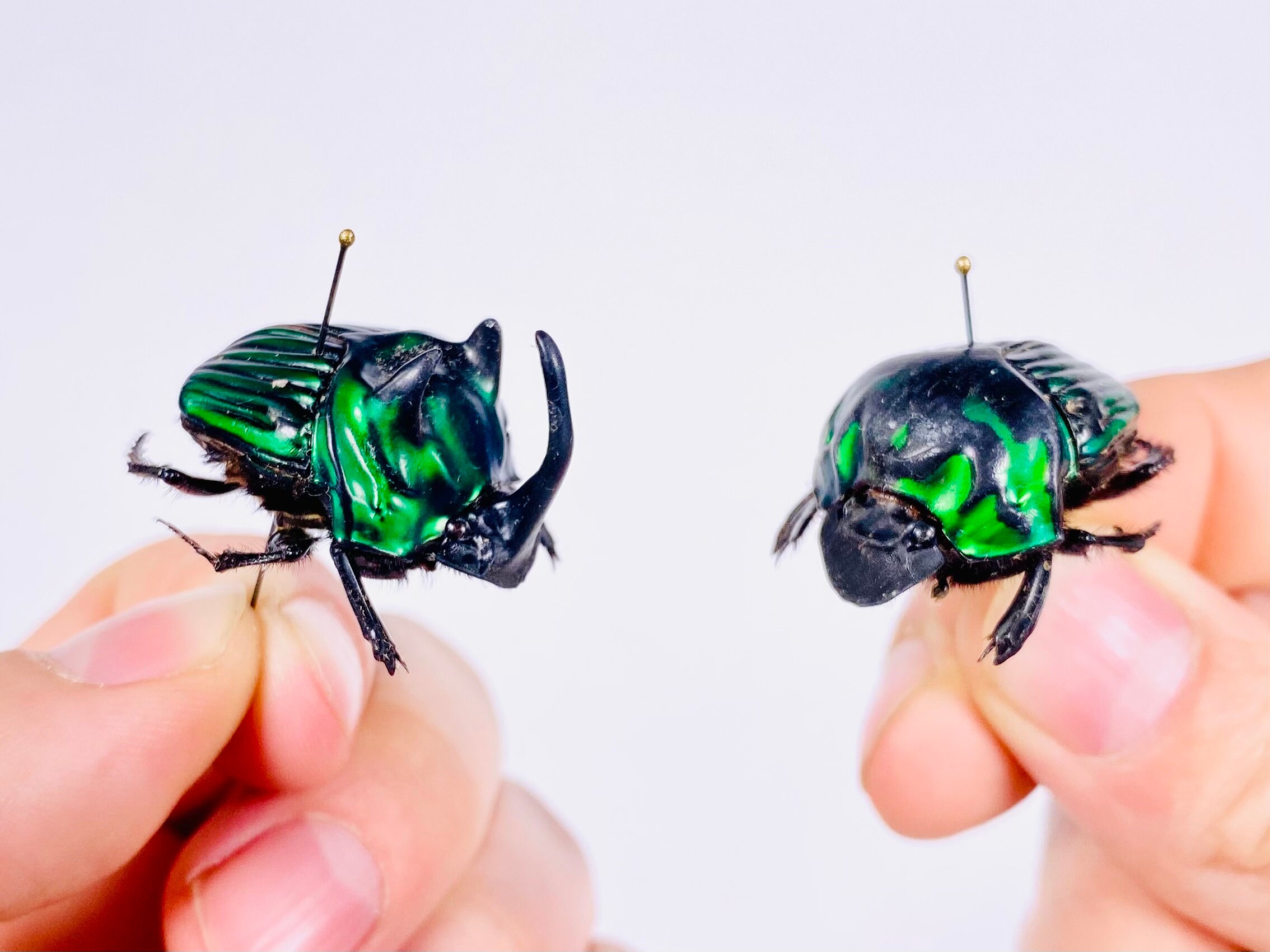 Oxysternon Real Green Metallic Horned Dung Beetle in Pair Insect