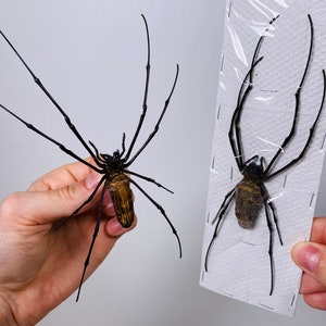 Araignée femelle nephila de haute qualité pour l'œuvre d'art Nephila pelipes or clavipes image 4