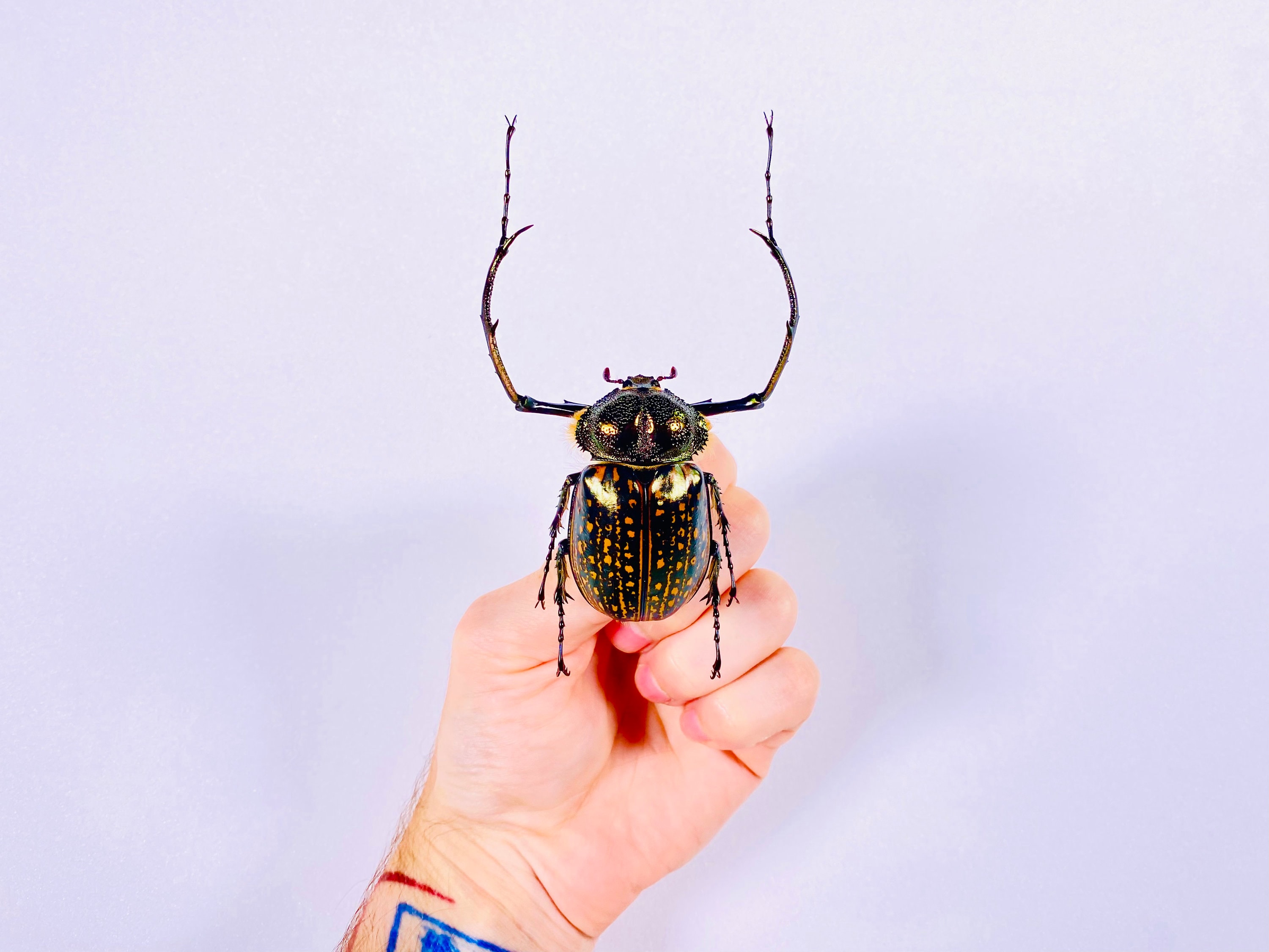 Cheirotonus Gestroi Real Long-armed Scarab Beetle for Insect