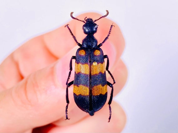 Mylabria Sp Blister Beetle Real Bug for Insect Artwork