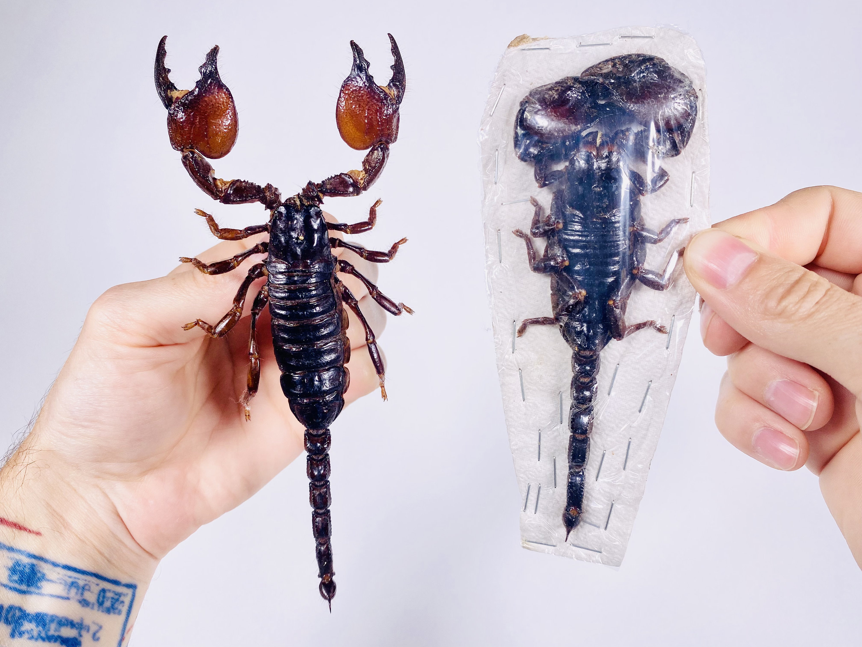 Pandinus Sp. Scorpion Real Birdwing Arachnid Unmounted for Artwork