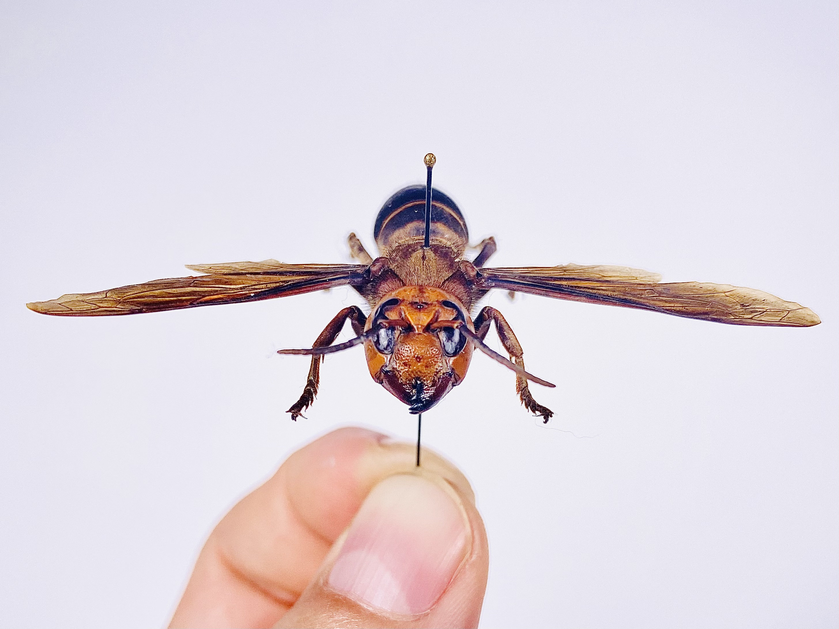 vespa-mandarina-bellona-thailand-th-asian-giant-hornet-real-wasp