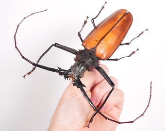 ペルーカミキリムシ　Callipogon Armillatus ？約112mm 本物の巨大なオオカミキリムシ Callipogon armillatus、剥製アート用の