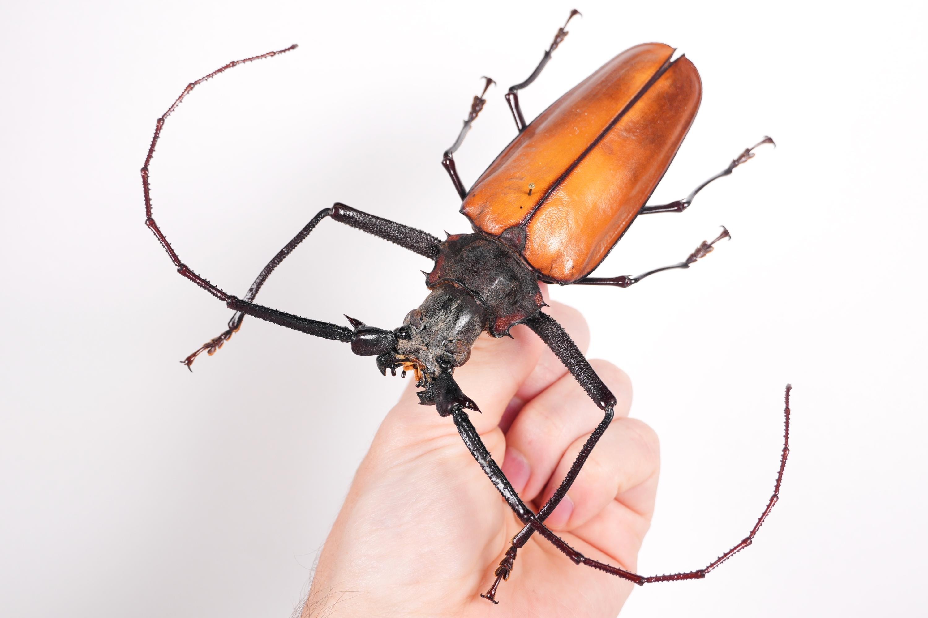 本物の巨大なオオカミキリムシ Callipogon armillatus、剥製アート用の