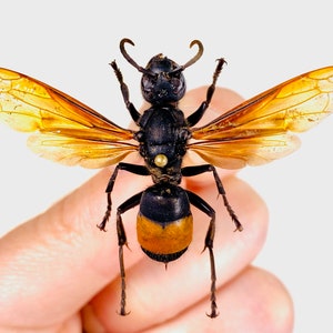 May include: A black and orange wasp with translucent wings, held by a hand against a white background.