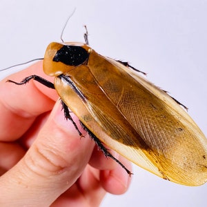 Blaberus giganteus real cockroach with wings for insect artwork, butterflies collection or taxidermy project. image 4