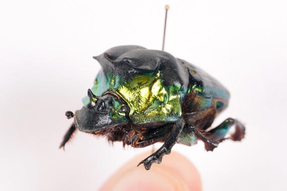 Pair of Big Emerald Green Dung Beetle Phanaeus Minas Unmonted for
