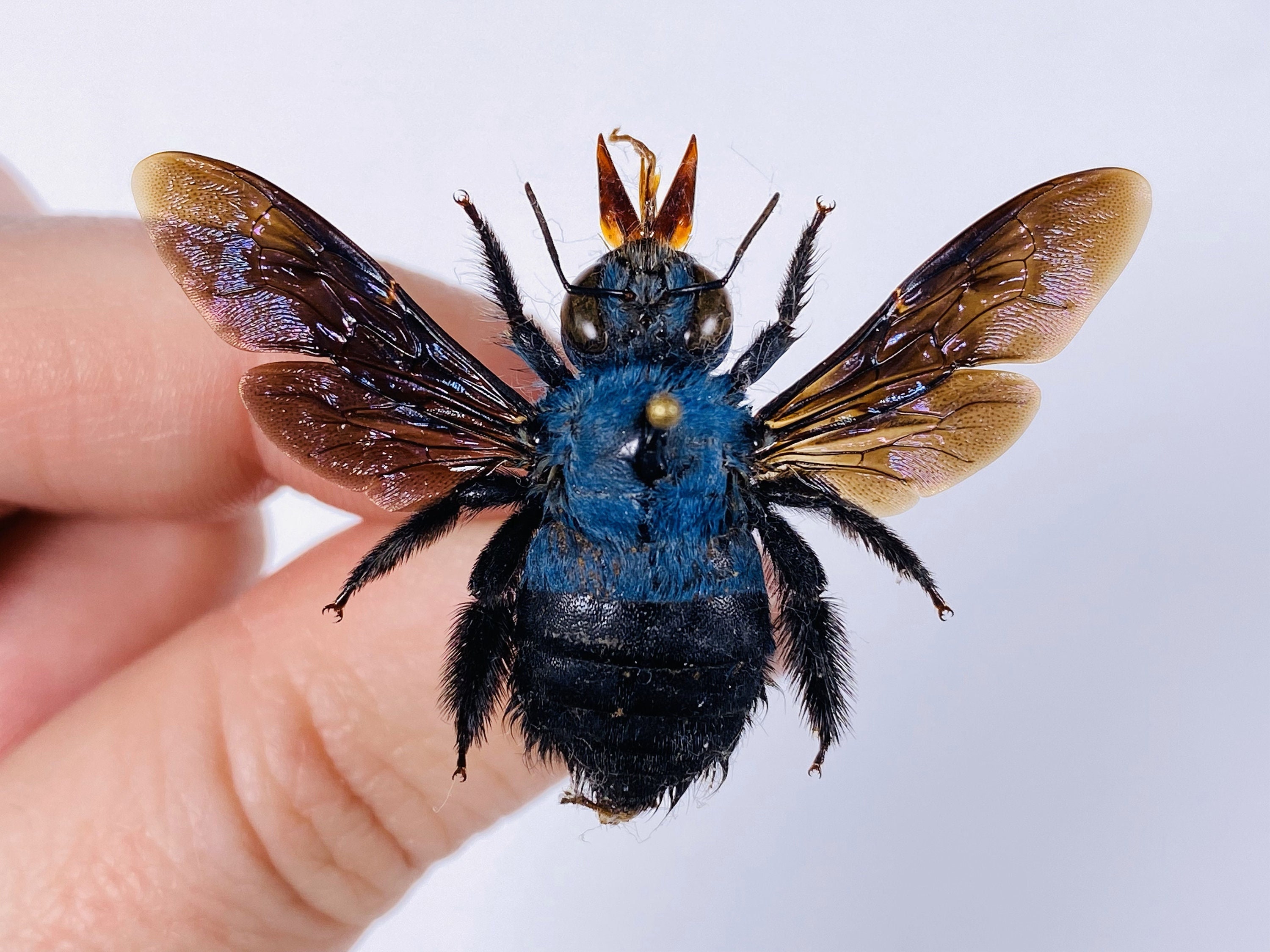 no.103 マルハナバチとヘラジカのInfinity Xylocopa caerulea インドネシア (ID) - 野生捕獲 - 紫色の金属