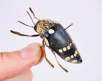 Sternocera castanea boucardii 本物のタマムシ昆虫（剥製、アート作品