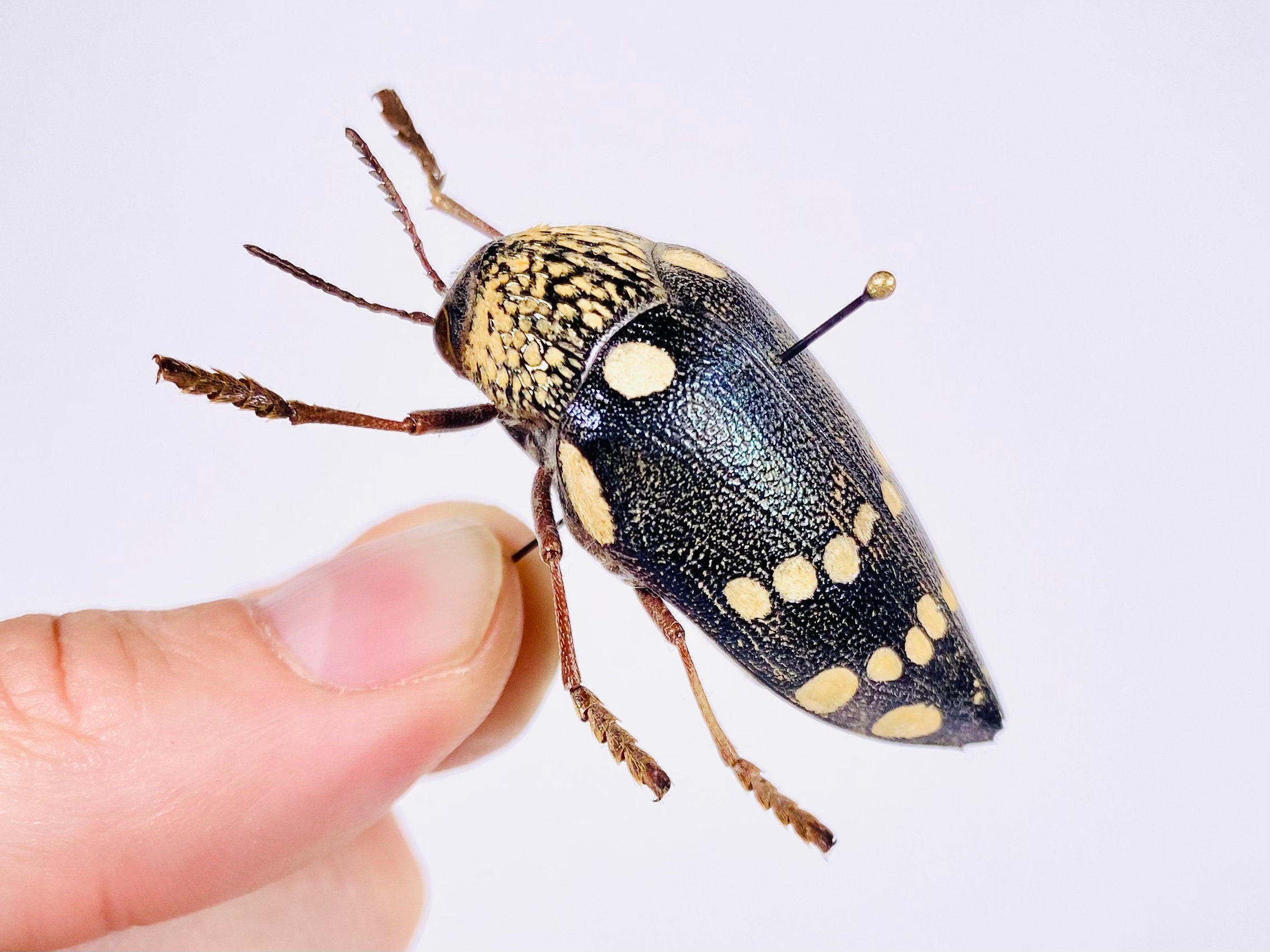Sternocera castanea boucardii 本物のタマムシ昆虫（剥製、アート作品