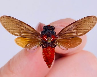 Sia ferox Indonesia (ID) - Pair of unmounted real cricket for