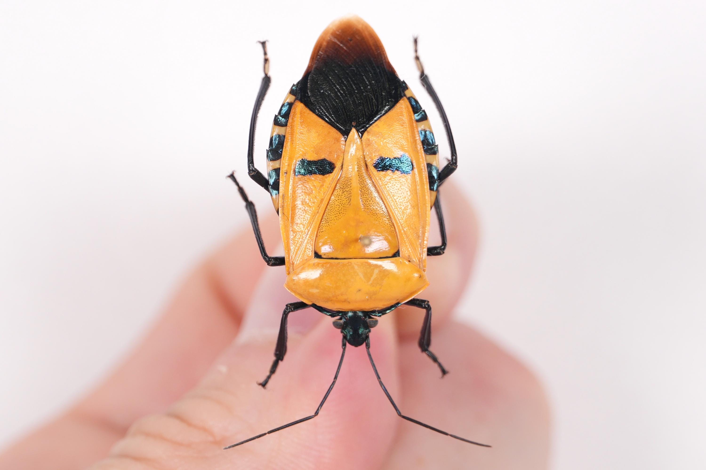 本物のエルヴィス・プレスリーの昆虫カタカンサス・インカルナトゥス、剥製作品用の赤、オレンジ、黄色の未マウント標本、30 mm - Etsy 日本