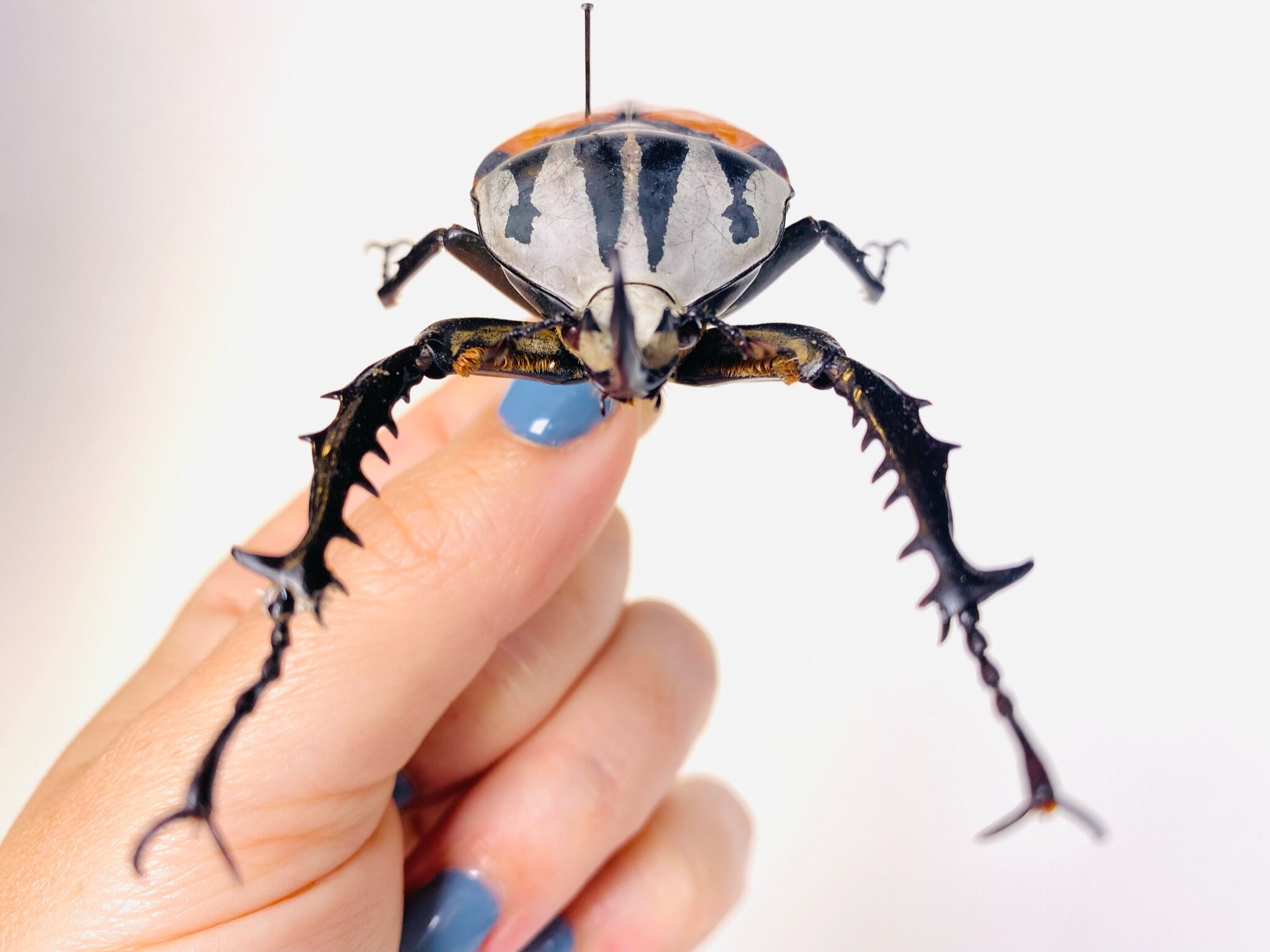 Giant Orange Flower Beetle Mecynorrhina Oberthuri Unicolor