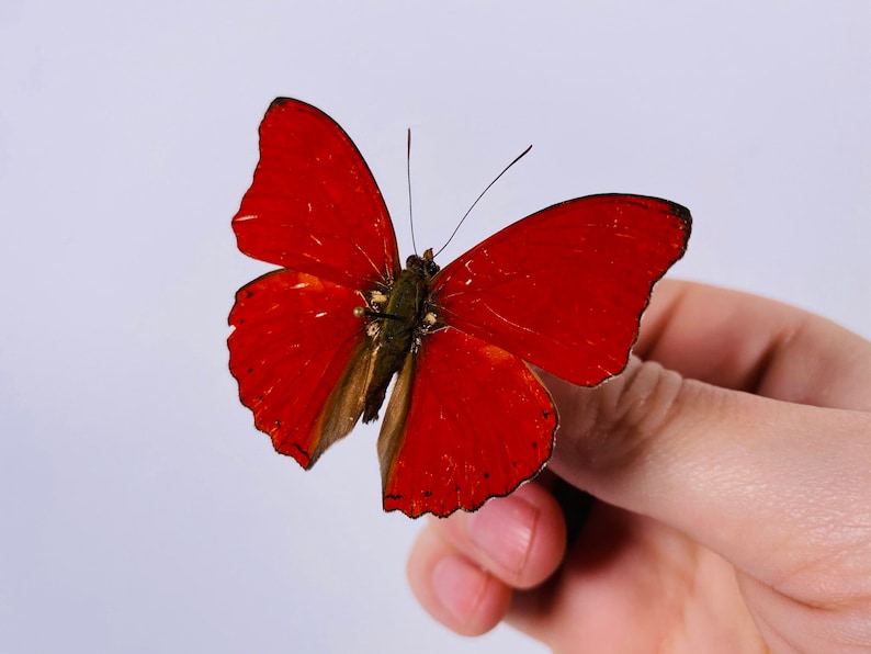 Red velvet Cymothoe sangaris for insect artwork butterflies collection or taxidermy project