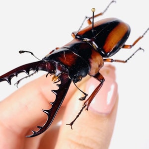 African stag beetle Prosopocoilus savagei Unmonted for artwork, taxidermy project and insect collection. image 5