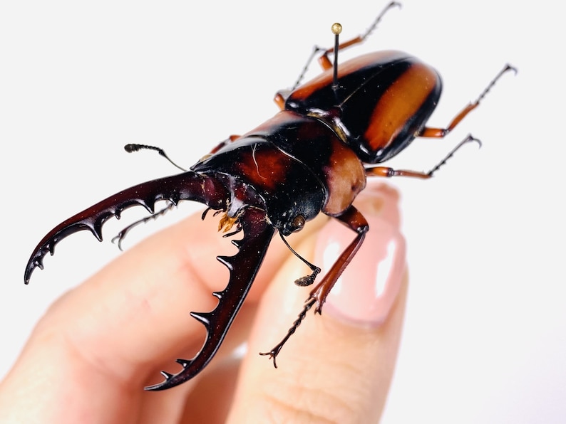 African stag beetle Prosopocoilus savagei Unmonted for artwork, taxidermy project and insect collection. image 5