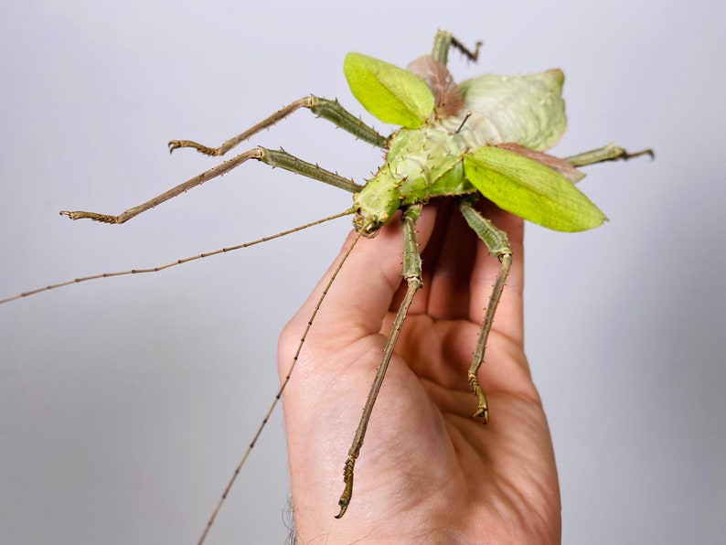 Giant stick insect for artwork Heteropteryx dilatata image 5